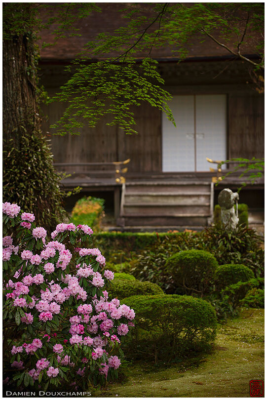 Shakunage blooming season in Sanzen-in temple, Kyoto, Japan