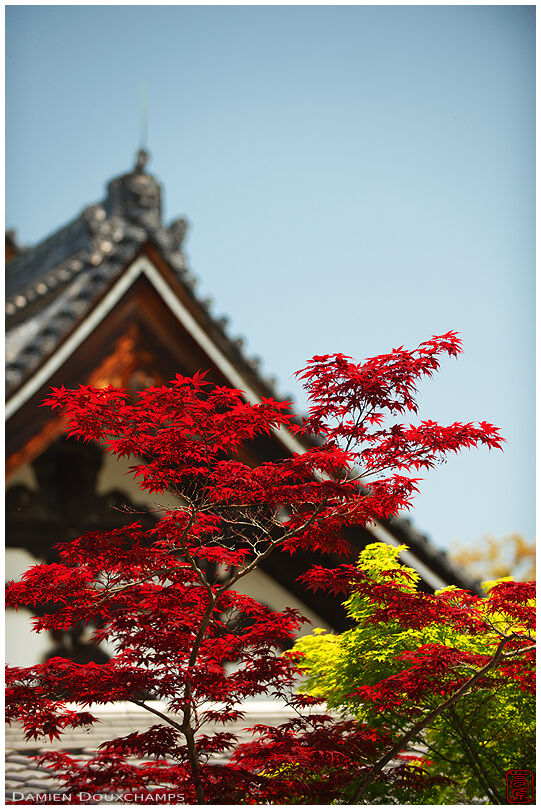 Pure red maple foliage at the entrance of Toji-in temple, Kyoto, Japan