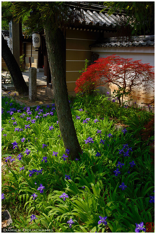 Lys flowers and ever-red maple tree near the entrance of Komigoryo shrine, Kyoto, Japan