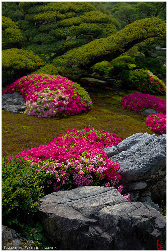 Tsutsuji flower season in Jōnan-gū shrine tea garden, Kyoto, Japan