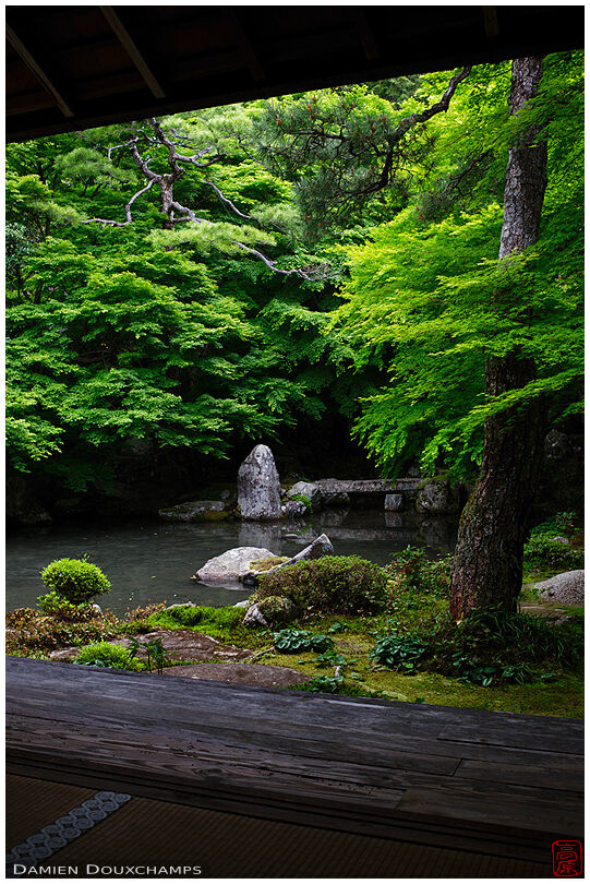 Dark pond garden surrounded by lush green maple trees, Renge-ji temple, Kyoto, Japan
