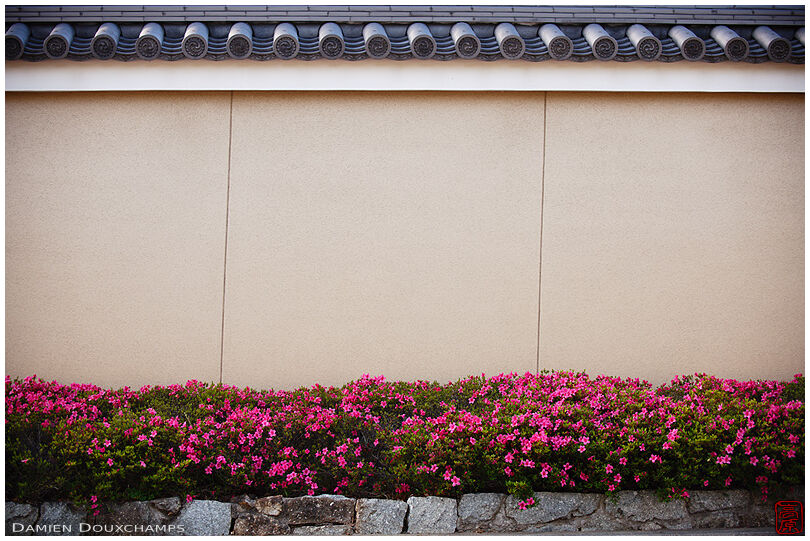 Temple wall with satsuki rhododendrons in Tofuku-ji, Kyoto, japan