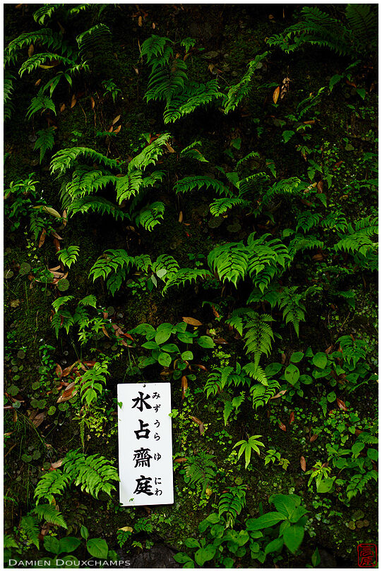 Lush green vegetation covering a retaining wall in Kifune shrine, Kyoto, Japan