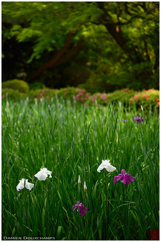 Lys flowers in Heian-jingu shrine gardens, Kyoto, Japan