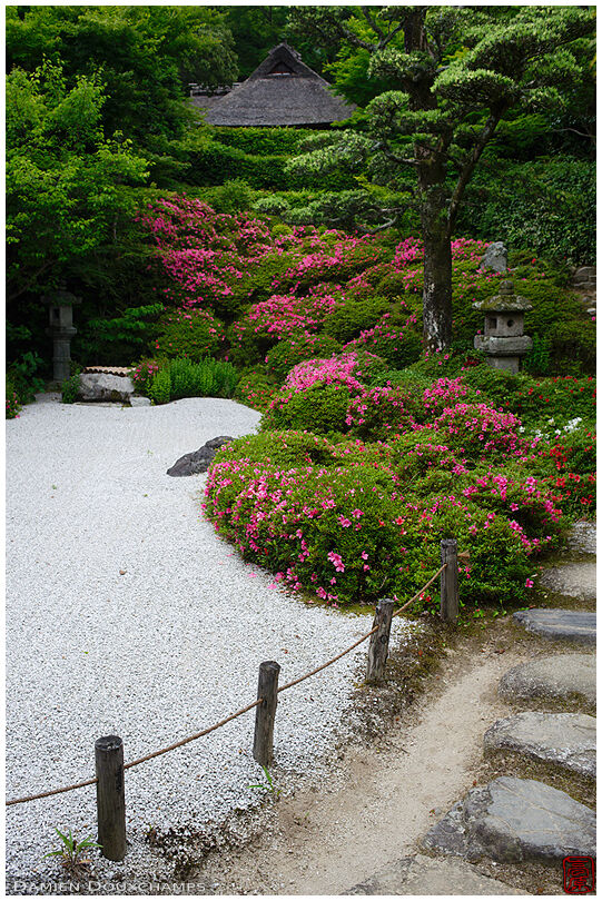 Azalea blooming season in the rock garden of Konpuku-ji temple, Kyoto, Japan