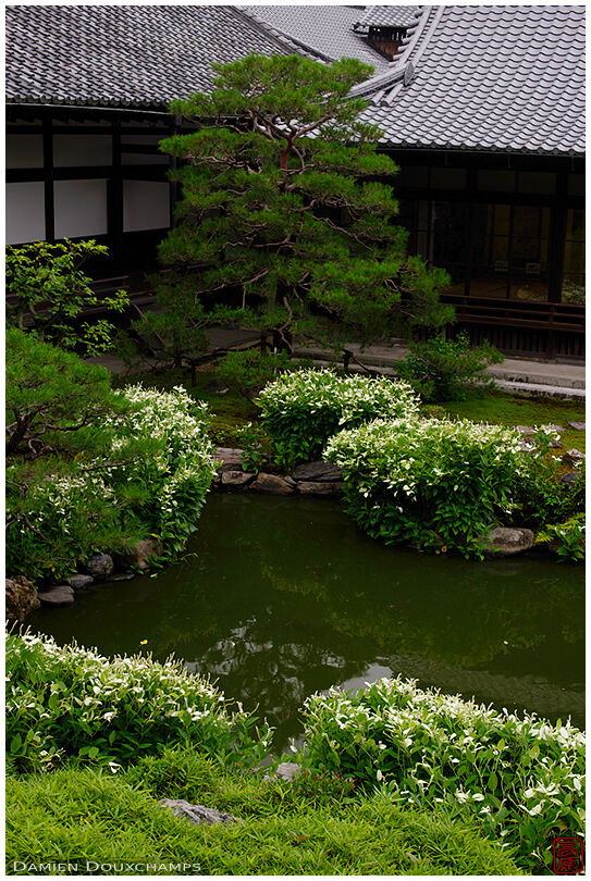 Hangesho blooming around pond in Ryosoku-in temple garden, Kyoto, Japan