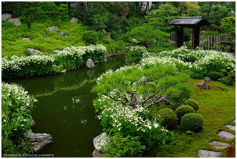 Hangesho blooming around the pond of Ryosokuin temple, Kyoto, Japan