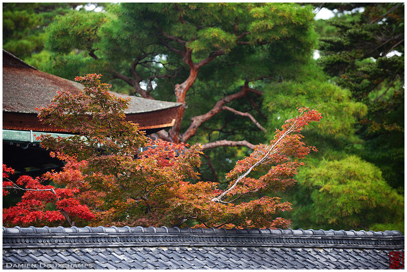 Maple tree in autumn peeking over a wall of the imperial palace in Kyoto, Japan
