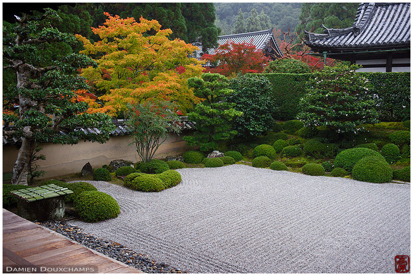 Autumn colors and fading camellia tree in the rock garden of Shuon-an temple, Kyoto, Japan