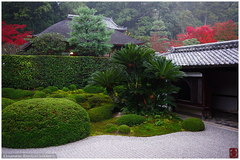 Lush temple garden with touches of autumn colours, Shuon-an, Kyoto, Japan