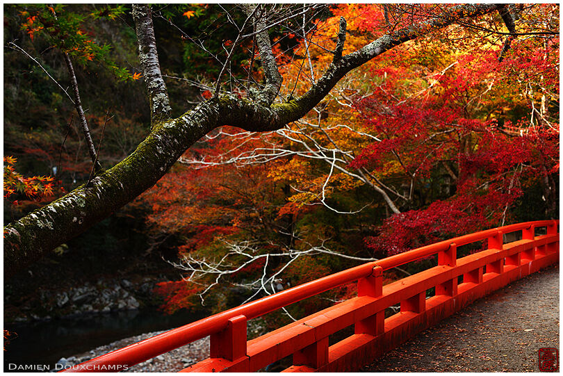 Red bridge and red autumn foliage on the way to Saimyo-ji temple, Kyoto, Japan