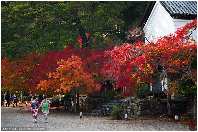 Tow ladies in kimono under red maples trees on the grounds of Jingo-ji temple, Kyoto, Japan