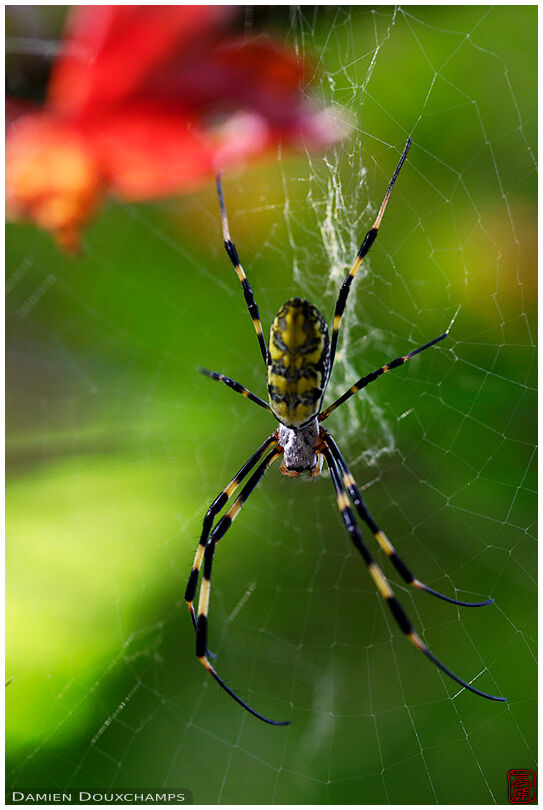 Nephila clavata spider, Japan