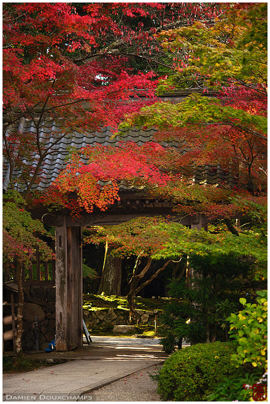 Entrance gate and autumn foliage, Kongorin-ji temple, Shiga, Japan