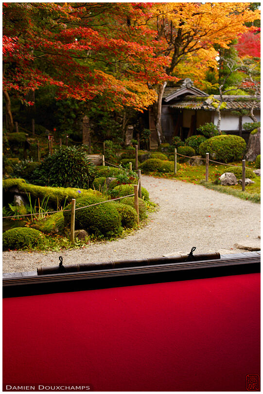 Red carpet and autumn colours in Kongorin-ji main hall garden, Shiga, Japan