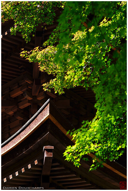 Pagoda rood lines and fresh green spring maple foliage in Kongorin-ji temple, Shiga, Japan