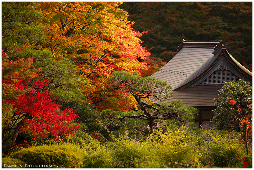 Bright autumn colours in afternoon light in Hyakusai-ji temple, Shiga, Japan