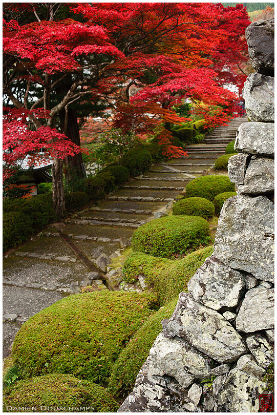 Old wall bordering a path covered with red maple foliage in Yoshimine-dera temple, Kyoto, Japan