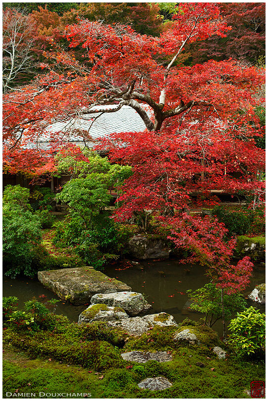 Bright red maple tree and stepping stone path in the pond garden of Jisso-in temple, Kyoto, Japan