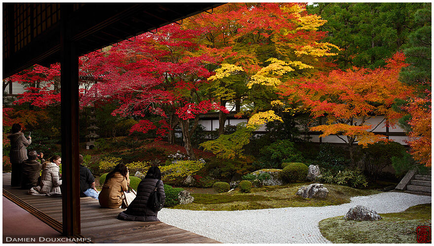 Peak autumn colors in the garden of Sennyu-ji temple, Kyoto, Japan