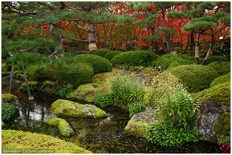 Moss and red autumn colours in Kachu-an garden, Kyoto, Japan