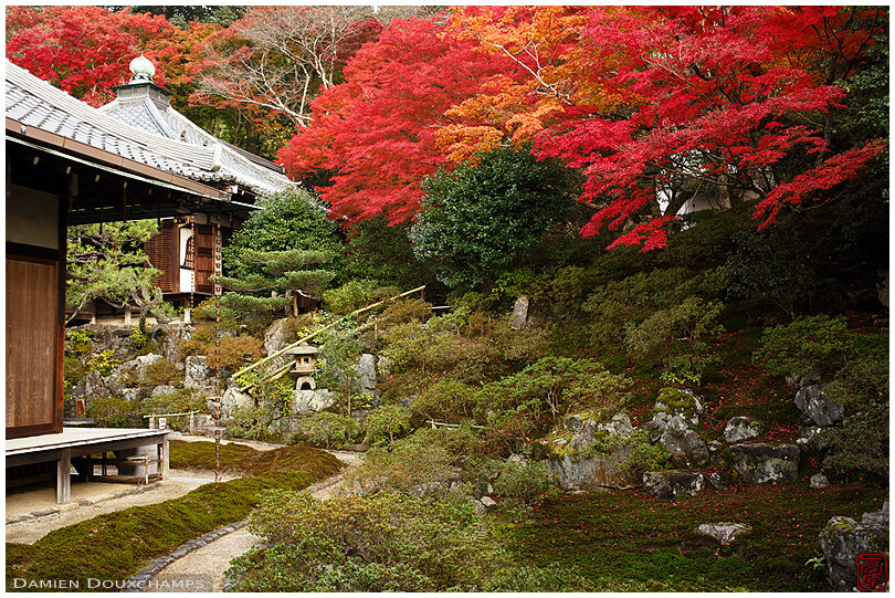 Bright red maple foliage over the garden of Reikan-ji temple, Kyoto, Japan