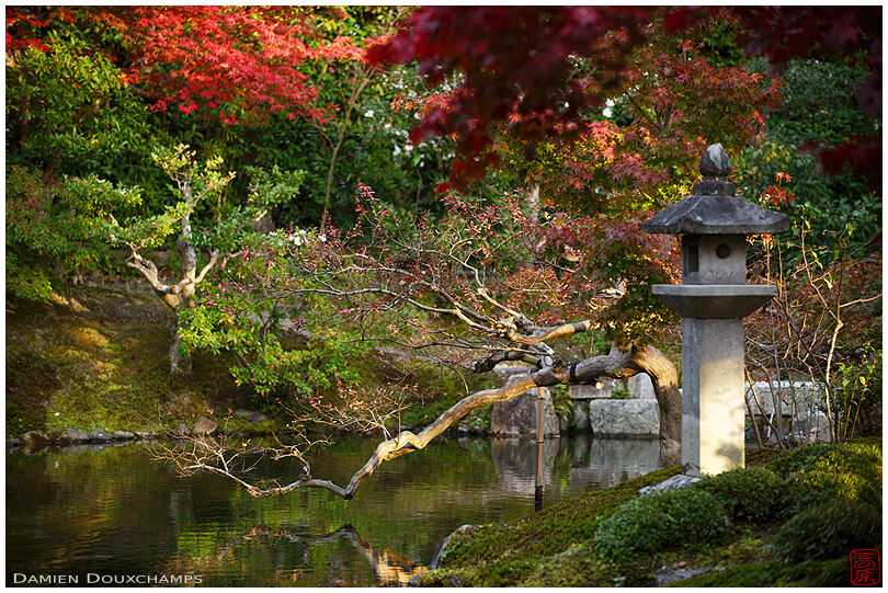 Branch kissing pond surface in Koun-ji temple, Kyoto, Japan