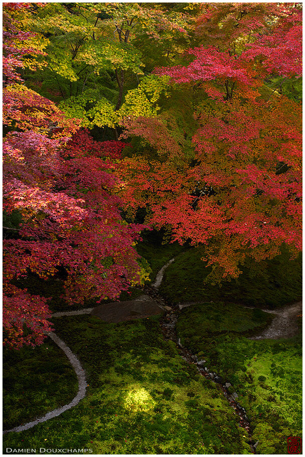 Multi-coloured autumn foliage over moss garden, Ruriko-in temple, Kyoto, Japan