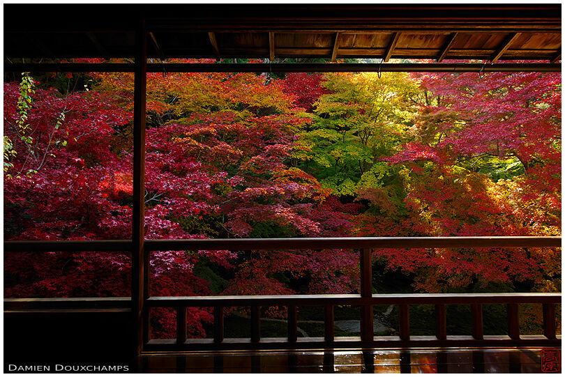 A ray of sunshine in the autumn foliage of Ruruko-in temple, Kyoto, Japan