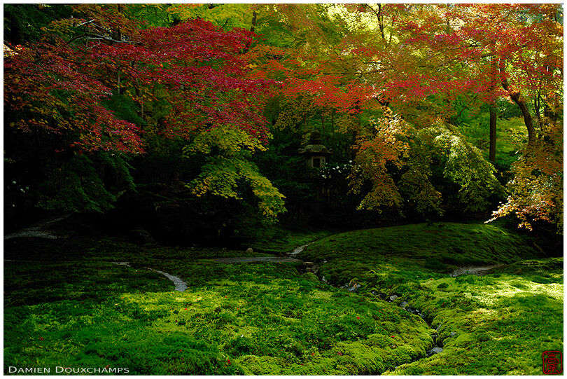Early autumn colours over the lush green moss garden of Ruriko-in temple, Kyoto, Japan