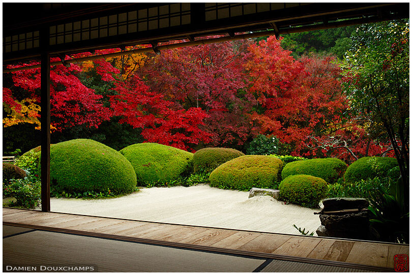 Sand garden, green satsuki bushes and all red maple trees in Shisen-do temple, Kyoto, Japan