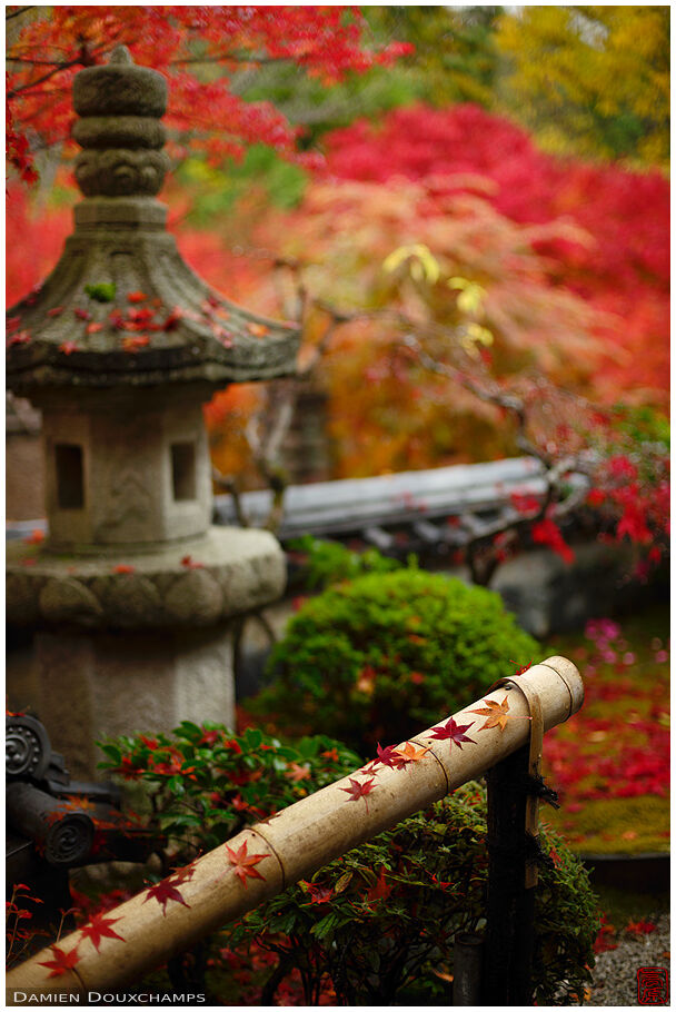 Fallen autumn leaves in Nobotoke-an temple, Kyoto, Japan