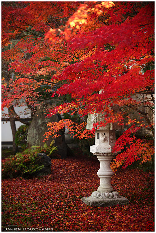 Lantern under bright maple leaves in the front garden of a subtemple of Tofuku-ji, Kyoto, Japan