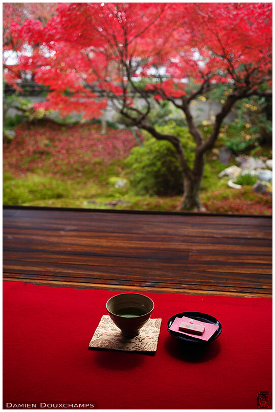 Red carpet, red maple tree and a good time for maccha tea, Toko-ji temple, Kyoto, Japan
