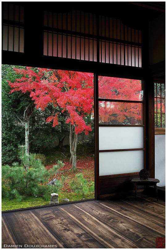 Bright red maple tree in Toko-ji, a subtemple of Tofuku-ji in Kyoto, Japan