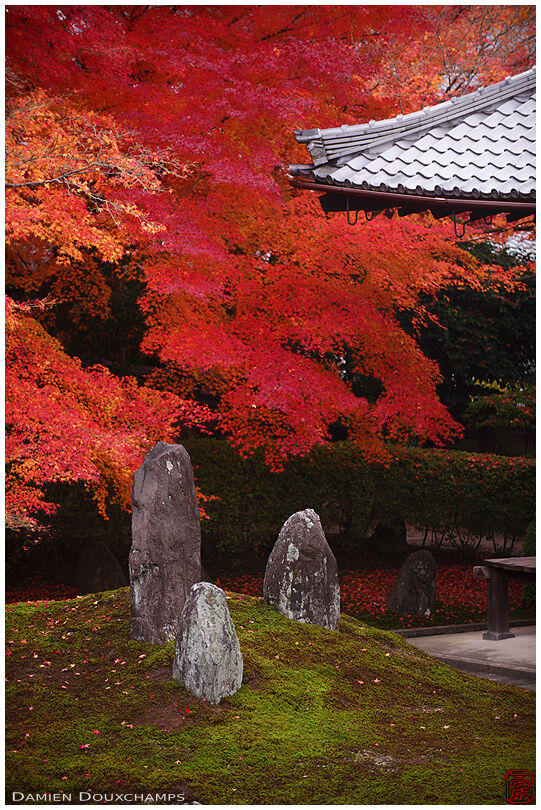 Three standing stones in moss garden with fiery red autumn foliage in Komyoin temple, Kyoto, Japan