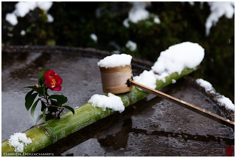 Tsukbaki flower decorating a snowy tsukubai water basin in Enko-ji temple, Kyoto, Japan