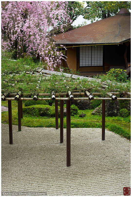 Shidare sakura blooming over the garden of the Sumiya ageya, Kyoto, Japan