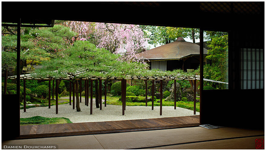 Weeping cherry blossom over the tea room and garden of the Sumiya, Kyoto, Japan