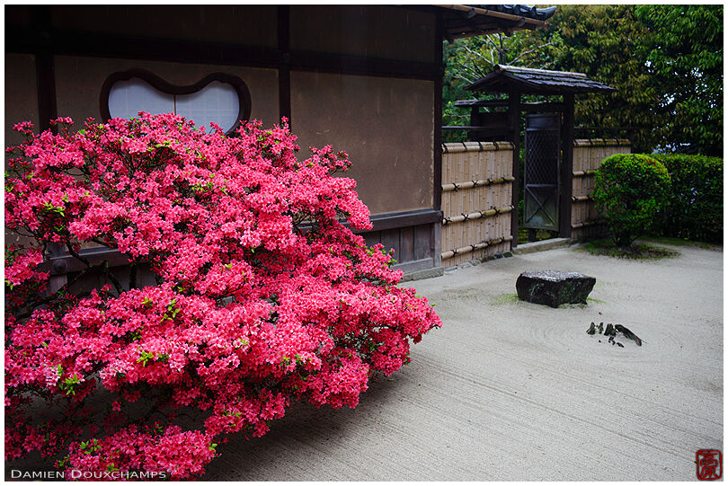 Bright pink kirishima tsutsuji azalea blooming in the front rock garden of Shisendo temple, Kyoto, Japan