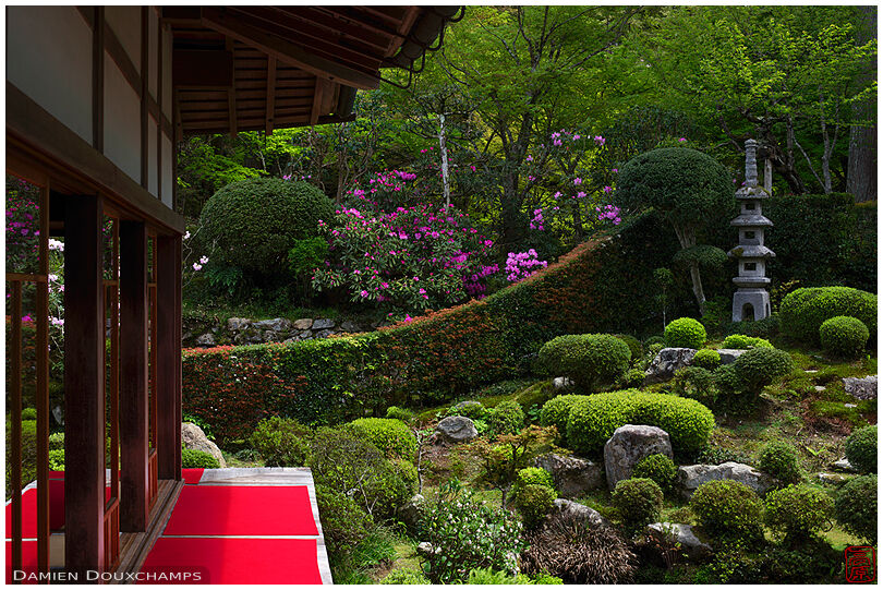 Rhododendron blooming in zen garden, Sanzen-in temple, Kyoto
