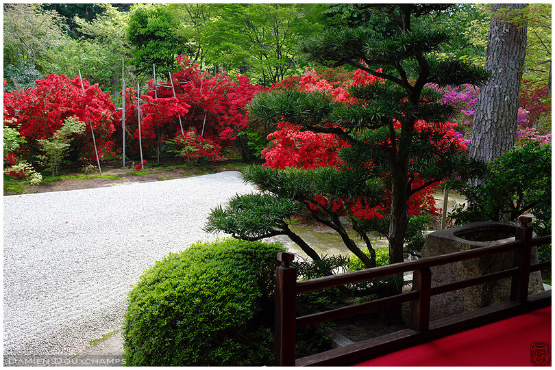 Bright red kirishima rhododendrons blooming around the garden of Manshuin temple, Kyoto, Japan