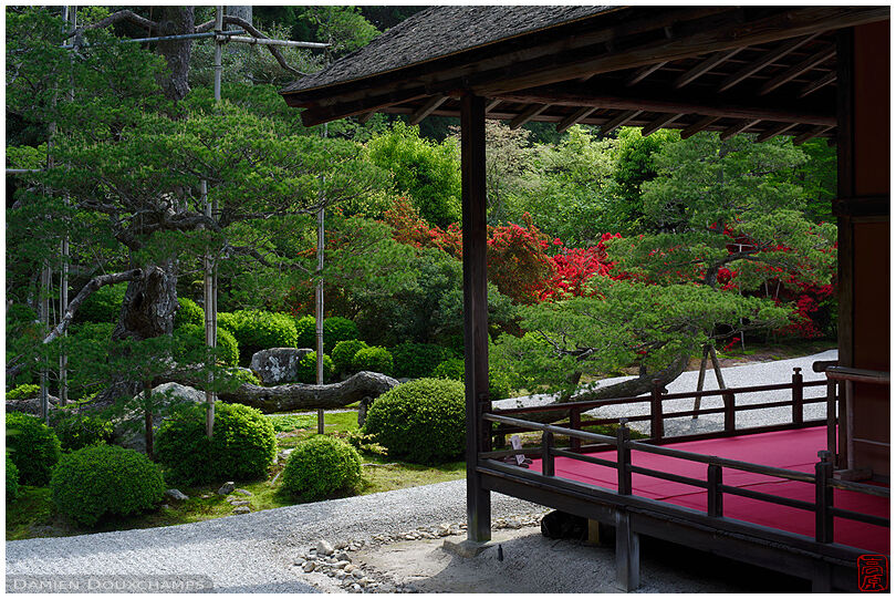 Red kirishima tsutsuji azalea hiding behind green spring garden in Manshuin temple, Kyoto, Japan