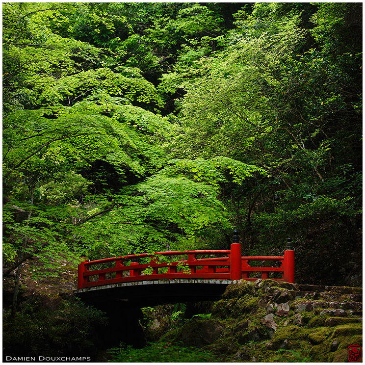 Red bridge in green maple forest, Hakuryu-en garden, Kyoto, Japan