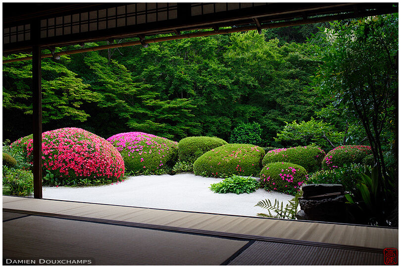 Bright red and pink satsuki rhododendrons blooming in the zen garden of Shisen-do temple, Kyoto, Japan