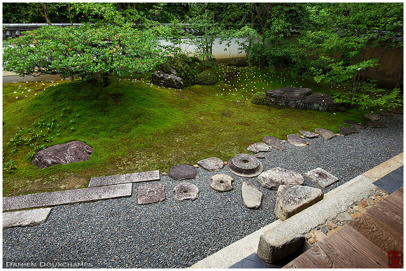 Torin-in temple moss garden with fallen white camellia flowers, Kyoto, Japan
