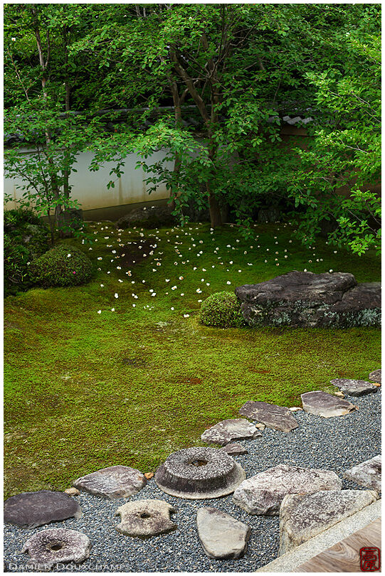 Fallen tsubaki (camellia) flowers on the moss garden of Torin-in, in the Myoshin-ji temple complex, Kyoto, Japan
