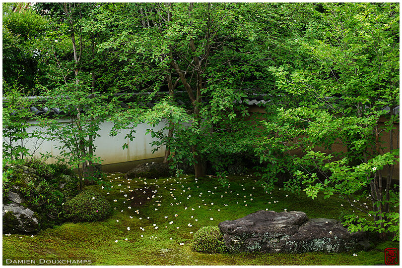 Fallen white camellia on the moss garden of Torin-in garden, Kyoto, Japan