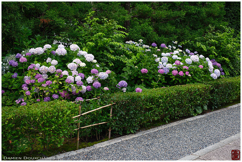 Hydrangea blooming along the entrance path of Torin-in temple, Kyoto, Japan