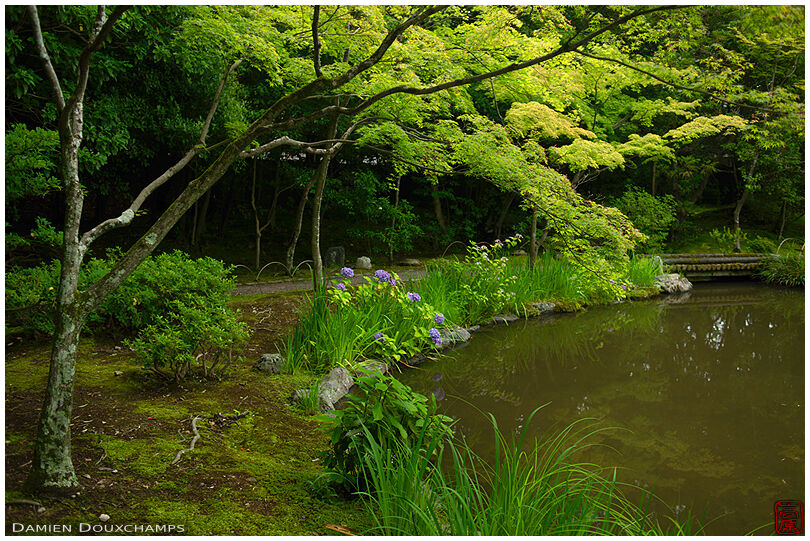 Spring foliage around the pond garden of Toji-in temple, Kyoto, Japan